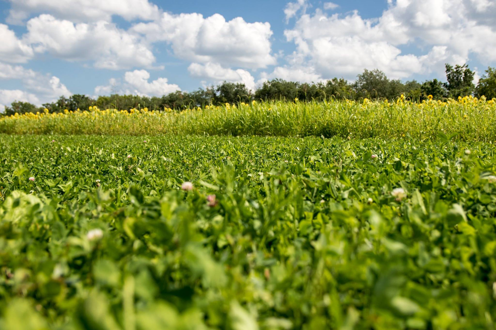 Stockpiled Forages, The Key to Growing Big Bucks. Part 1